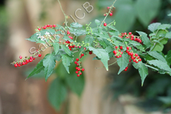 Rivina humilis